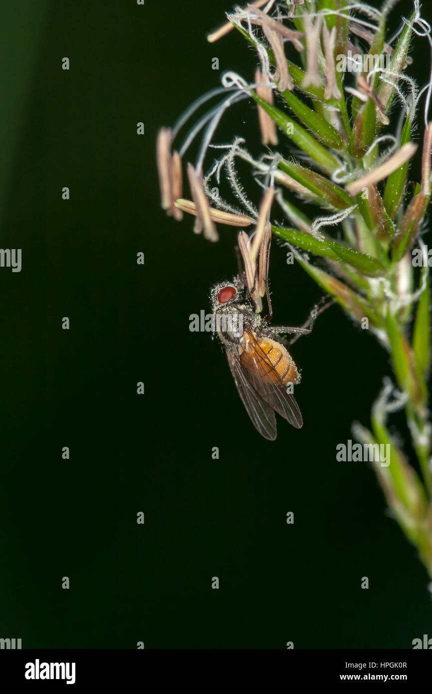 Close-up di un fly seduto su una pianta verde Foto Stock