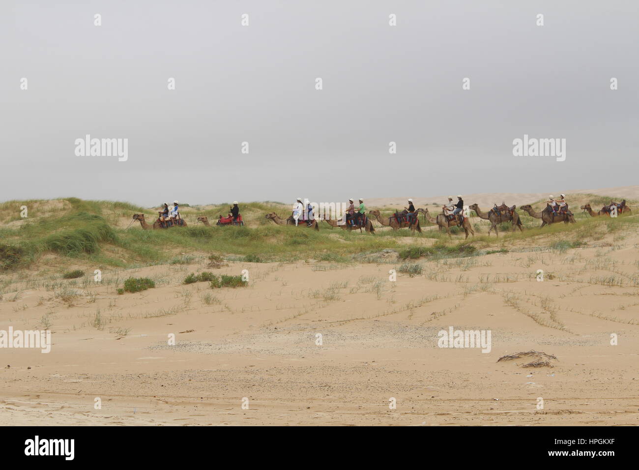 Caravan di dieci cammelli in Anna Bay beach, NSW Australia Foto Stock