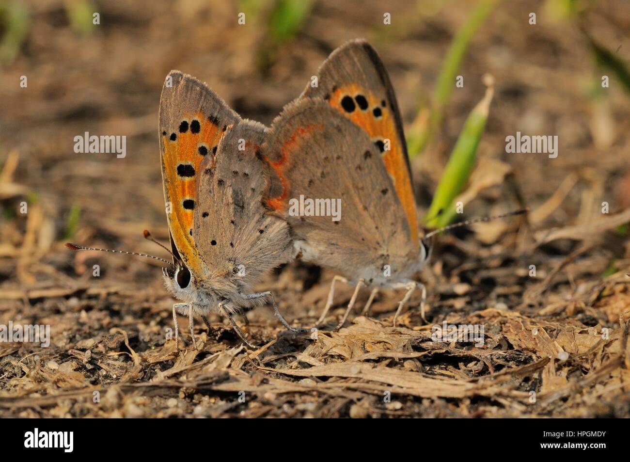 Rame di grandi dimensioni (Lycaena dispar), butterfly © Pawel M. Mikucki Foto Stock