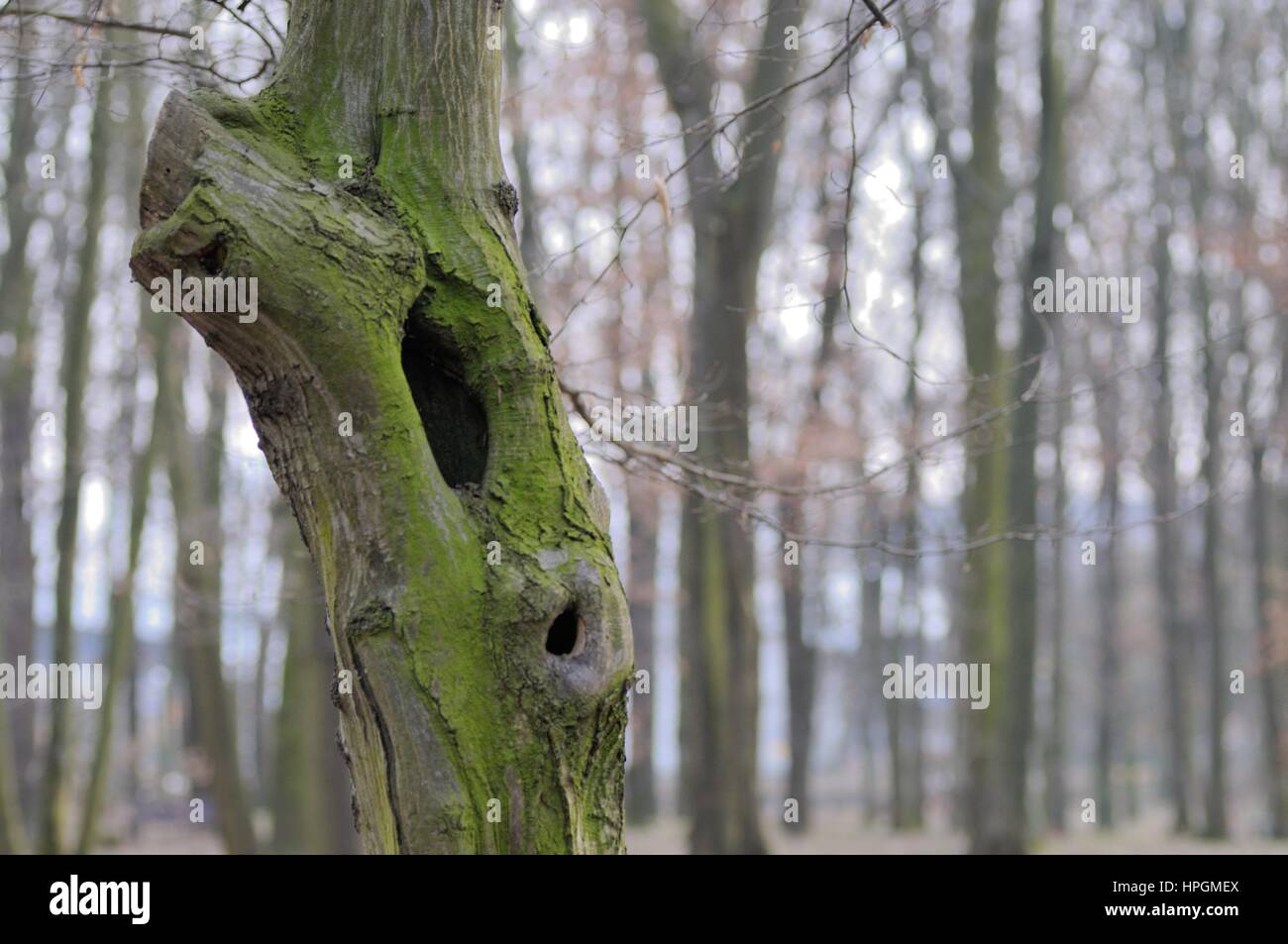 Albero cavo con © Pawel M. Mikucki Foto Stock