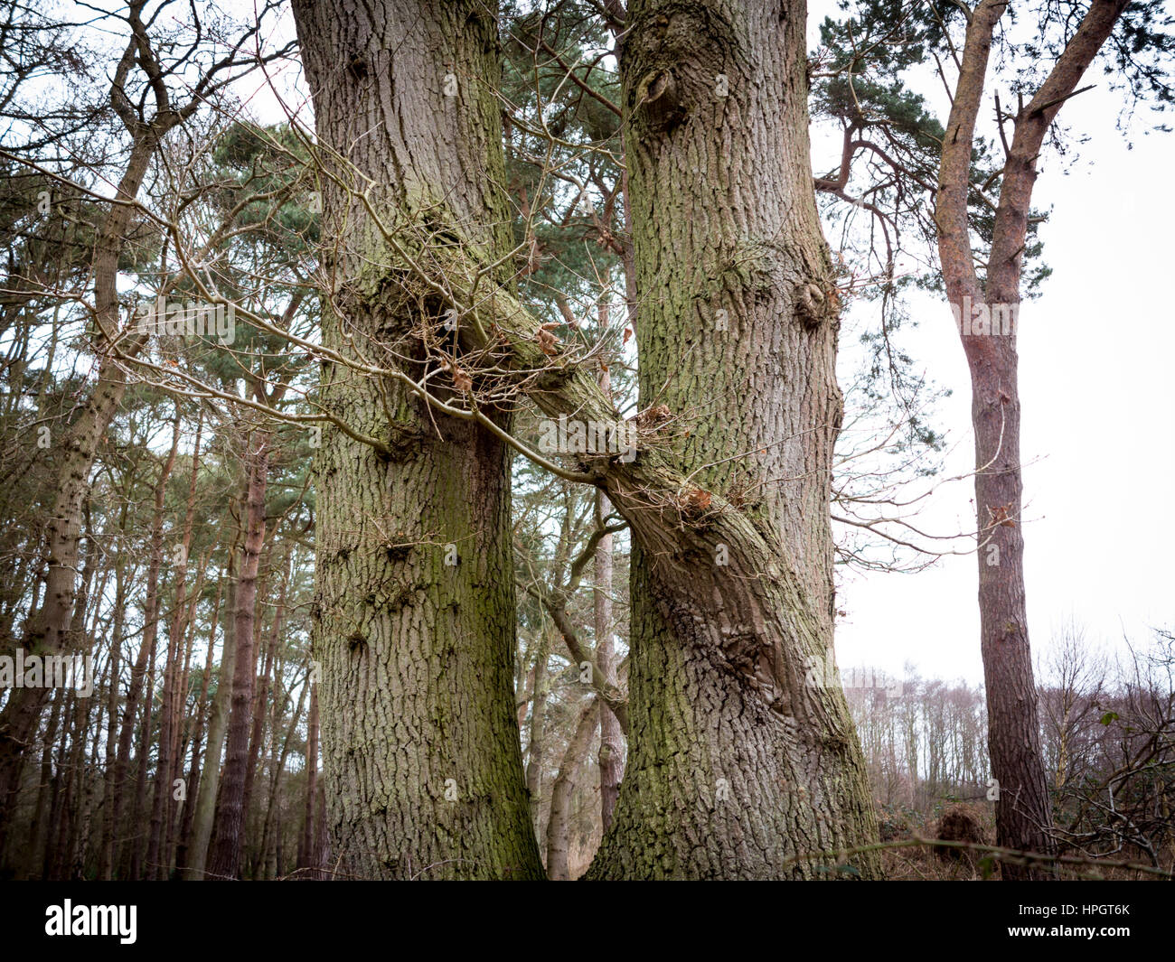 Due alberi che crescono affiancati e uniti da una filiale comune Foto Stock