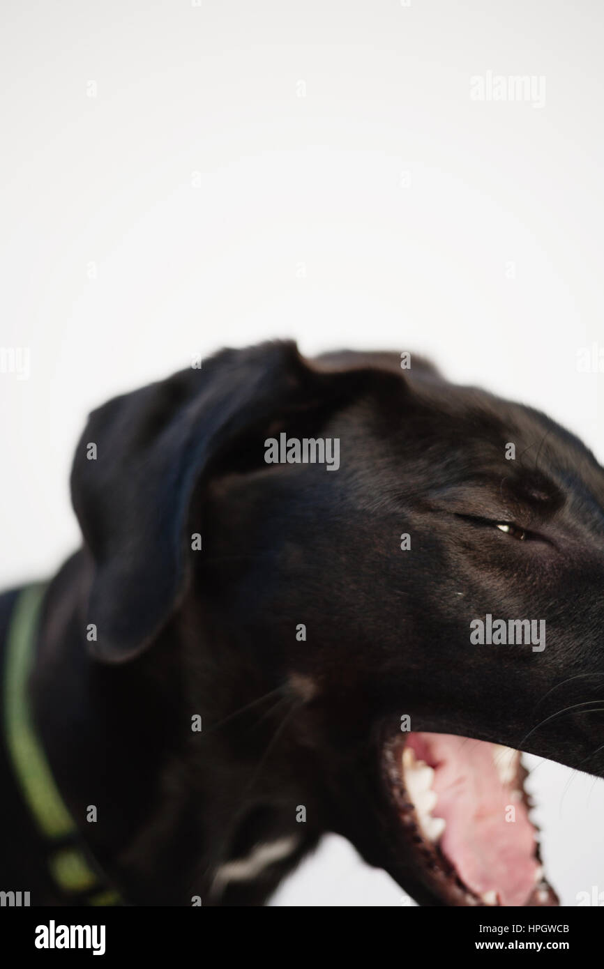 Ritratto di grande cane nero su sfondo bianco Foto Stock