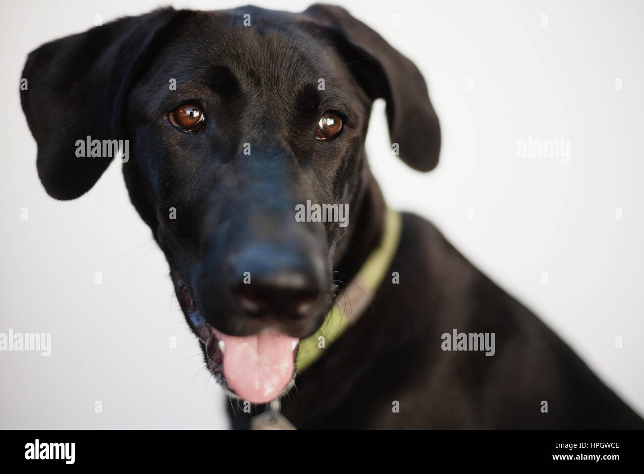 Ritratto di grande cane nero Foto Stock