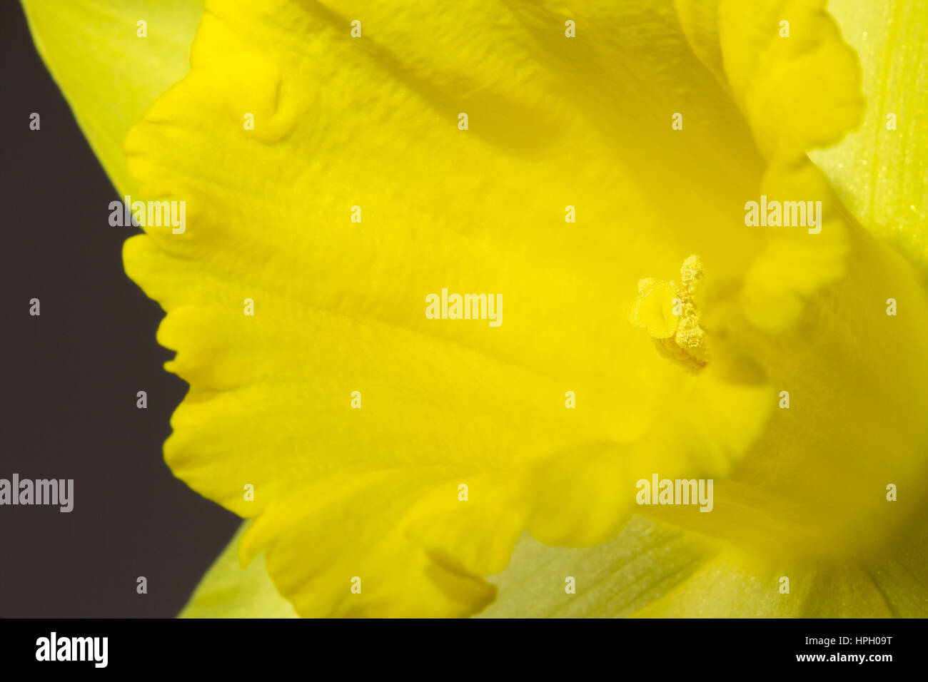 Chiudere l immagine del giallo daffodil Foto Stock