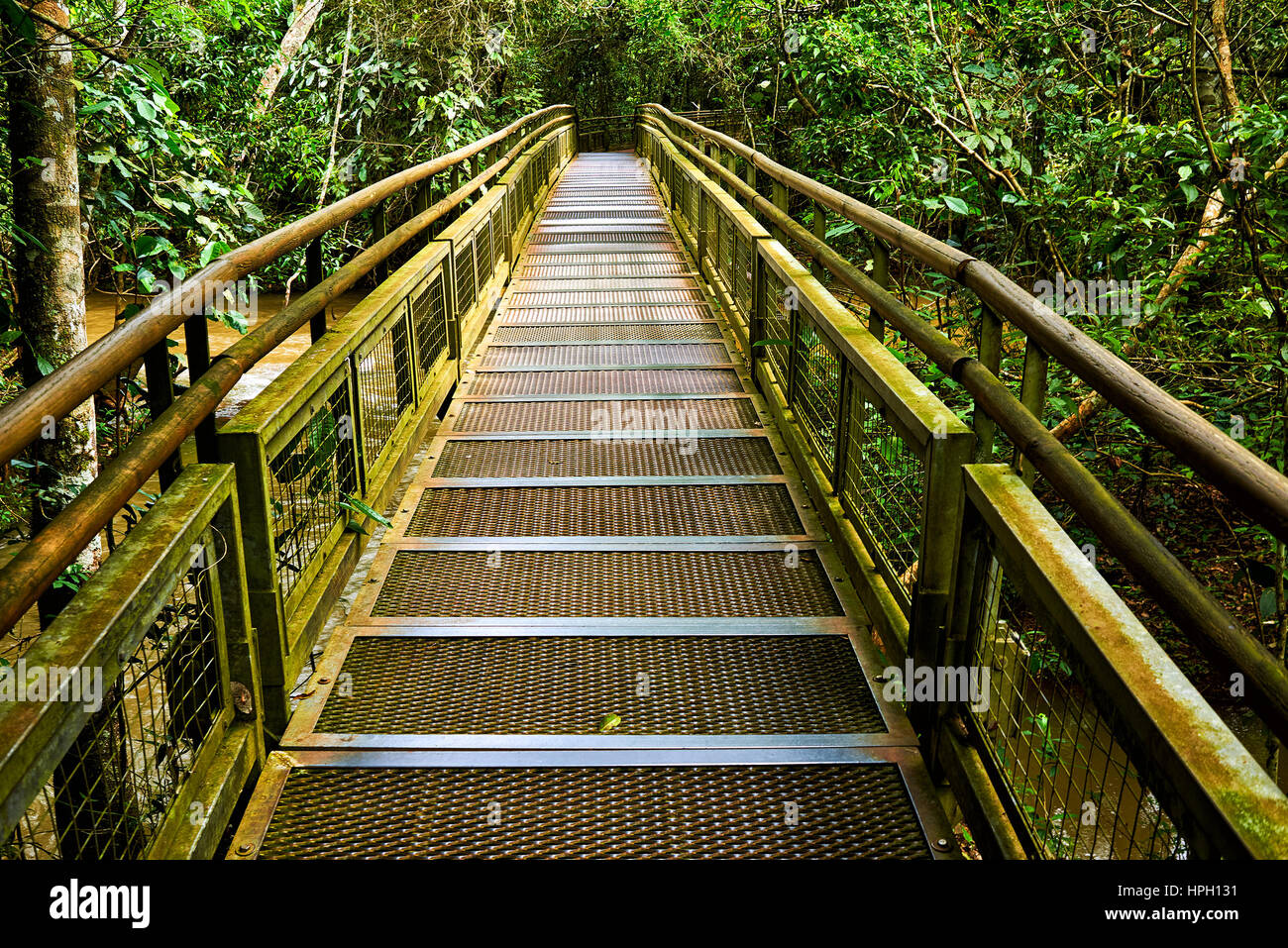 La passerella in giungla giungla foresta pluviale,tropic foresta con fern e lussureggiante vegetazione, sentiero natura al lato Argentino delle Cascate di Iguazu Foto Stock