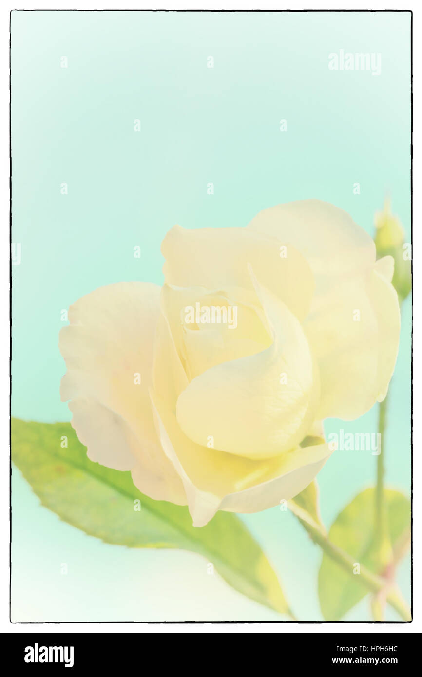 Colore pesca bocciolo di rosa con foglie verdi con de-concentrato bianco rose fiore fiorisce su uno sfondo colorato, molto superficiale la messa a fuoco Foto Stock