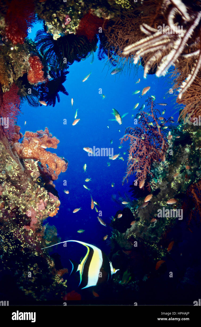 Finestra di corallo in un naufragio con una lunga bannerfish alettato (Heniochus acuminatus) e gioiello fairy basslet (Pseudanthias squamipinnis). Bali, Indonesia. Foto Stock