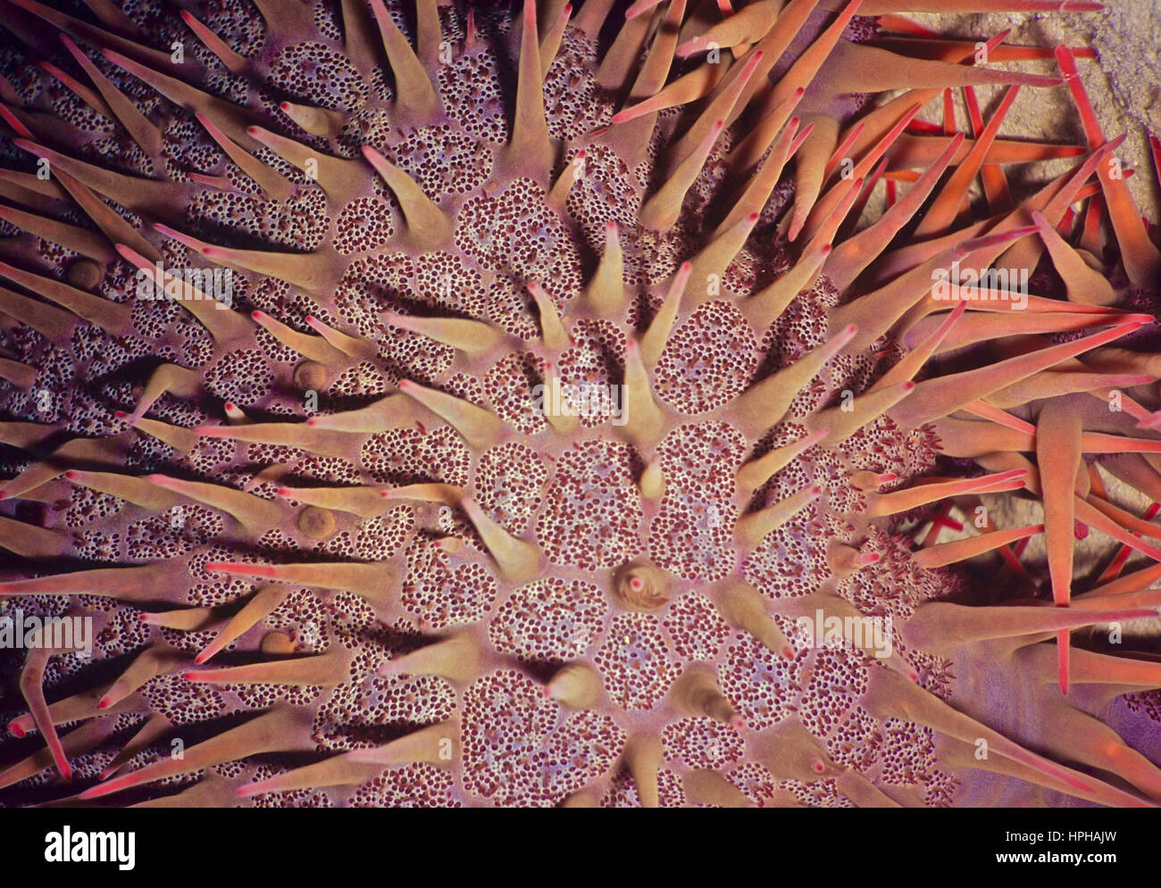 Close-up di una corona di spine stella di mare (Acanthaster planci). Questa stella di mare mangia coralli duri con voracità e può causare grave degrado della barriera corallina. Mar Rosso Foto Stock