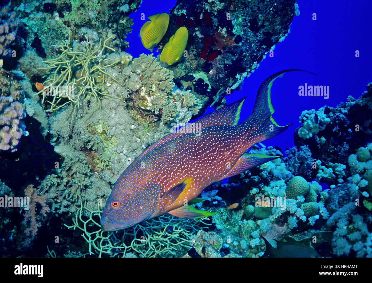 Un corallo raggruppatore (Cephalopholis miniata) nella parte anteriore di un naufragio del corallo di finestra, guardando fuori nel blu. Fotografato nel Mar Rosso egiziano. Foto Stock