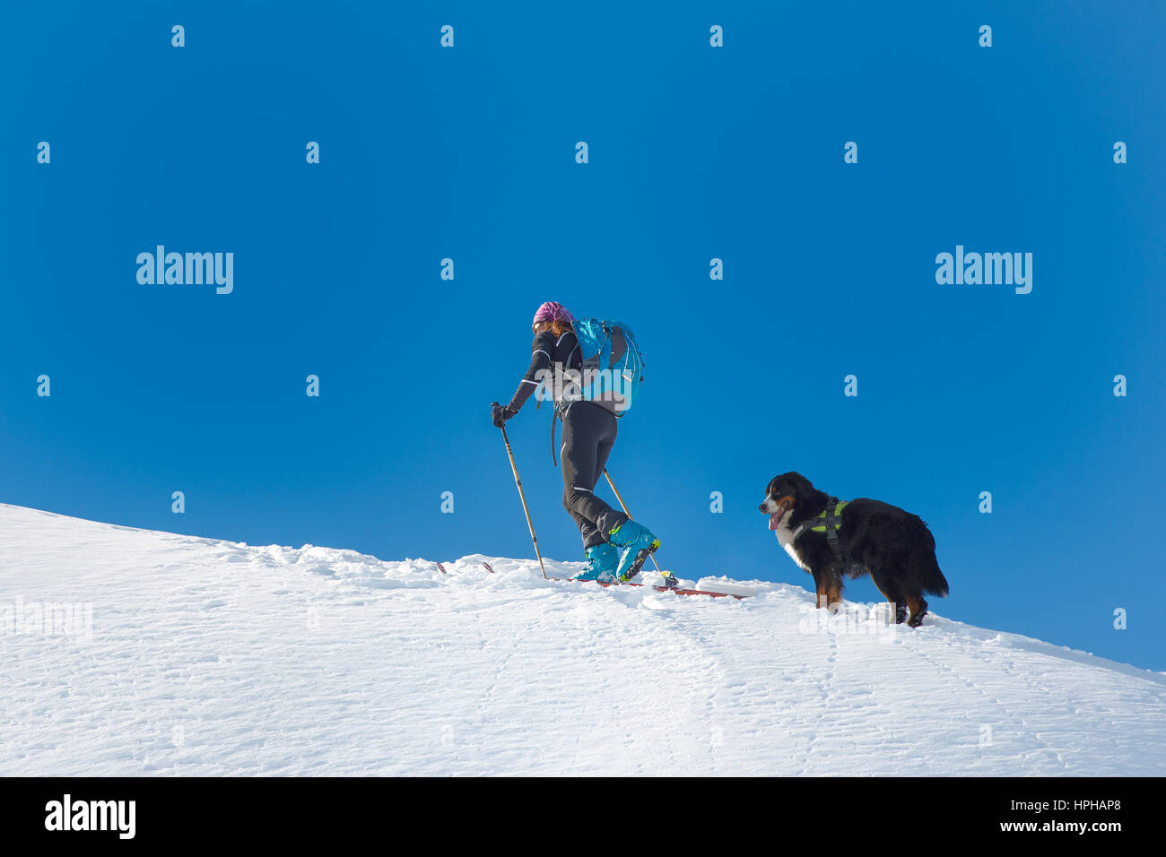 Ragazza sci alpinista sale di montagna da sola con il suo cane Bovaro del Bernese nella neve Foto Stock