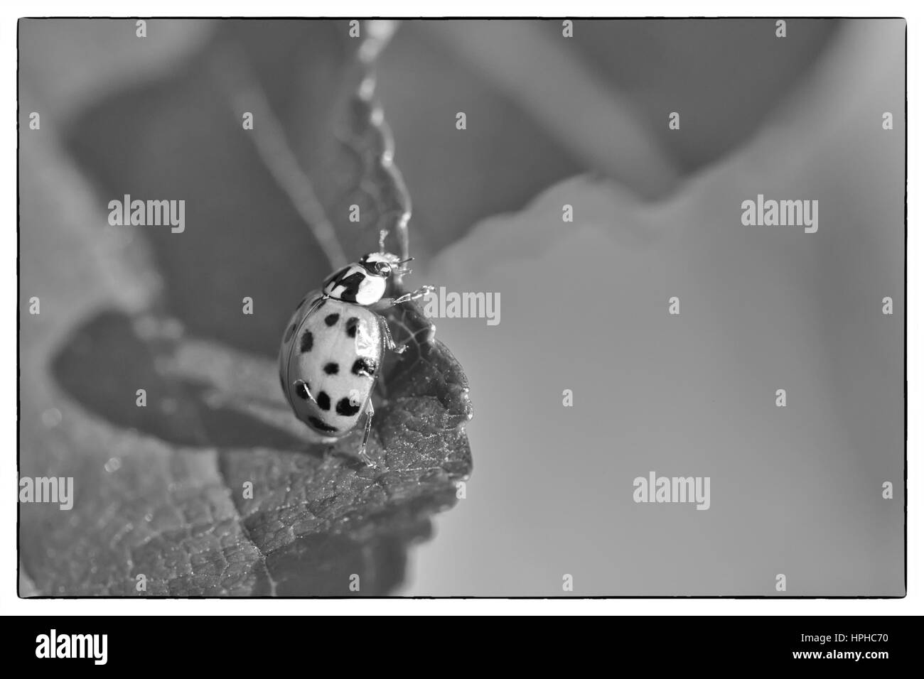 In prossimità di una coccinella giallo scarabeo o una coccinella sul verde lasciare, luce solare sporgente lunghe ombre dell'insetto Foto Stock