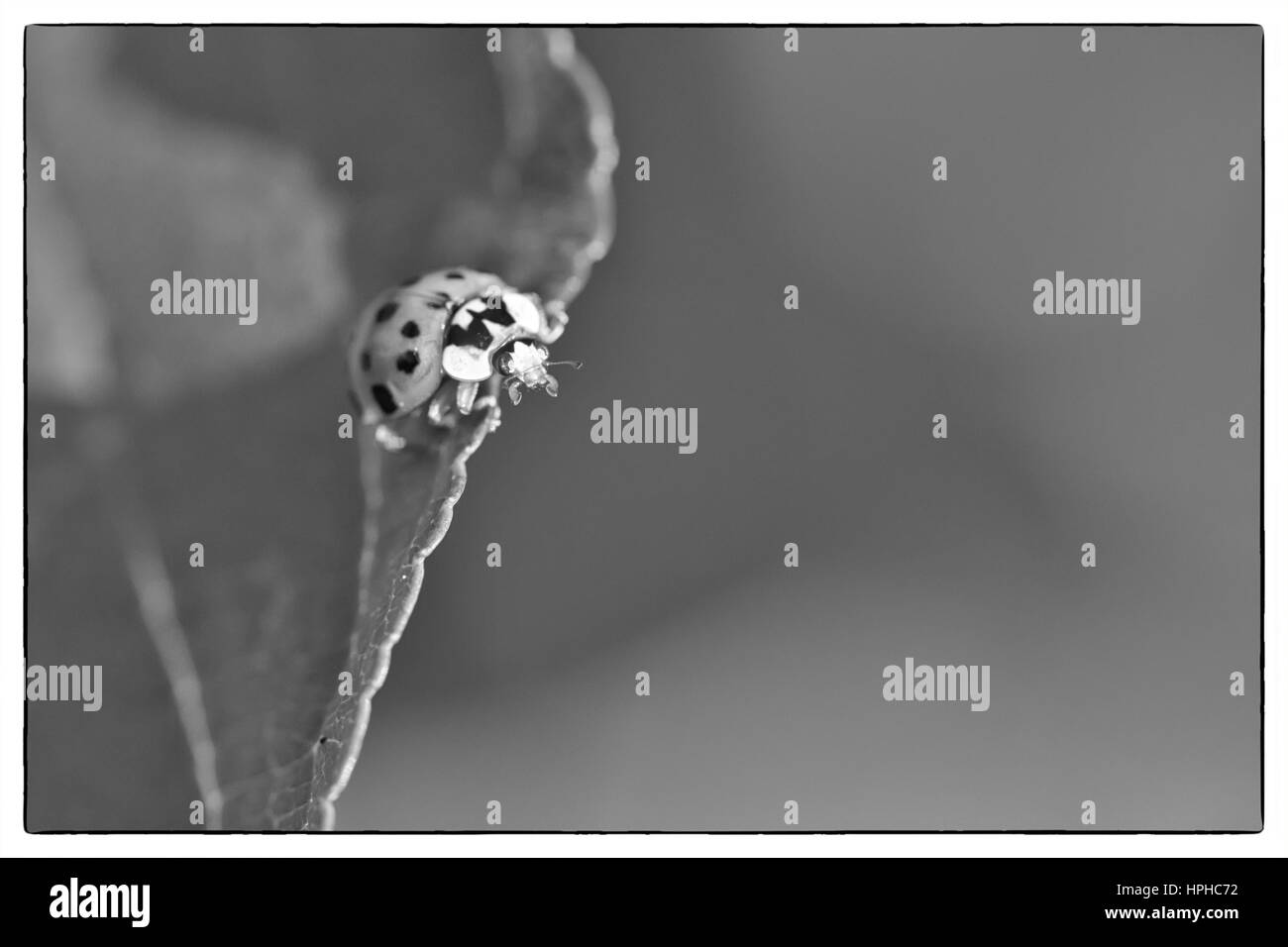 In prossimità di una coccinella giallo scarabeo o una coccinella sul verde lasciare, luce solare sporgente lunghe ombre dell'insetto Foto Stock