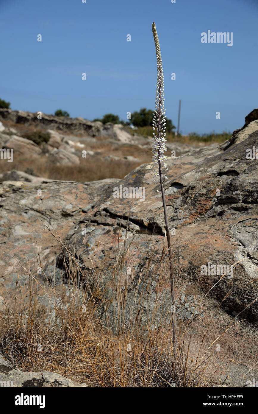 Drimia numidica è sulla spiaggia Kolimbithres. Foto Stock