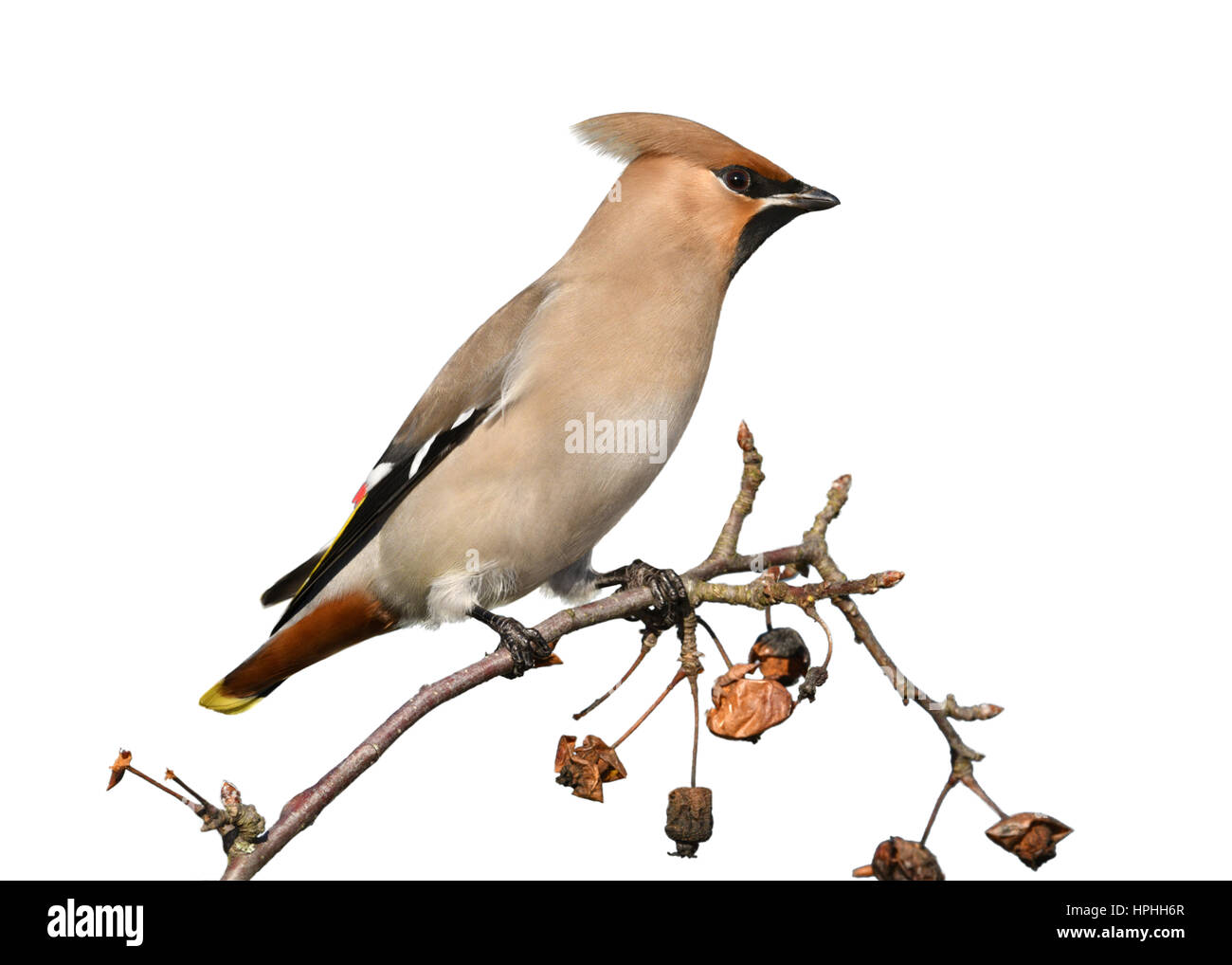 - Waxwing Bombycilla garrulus Foto Stock