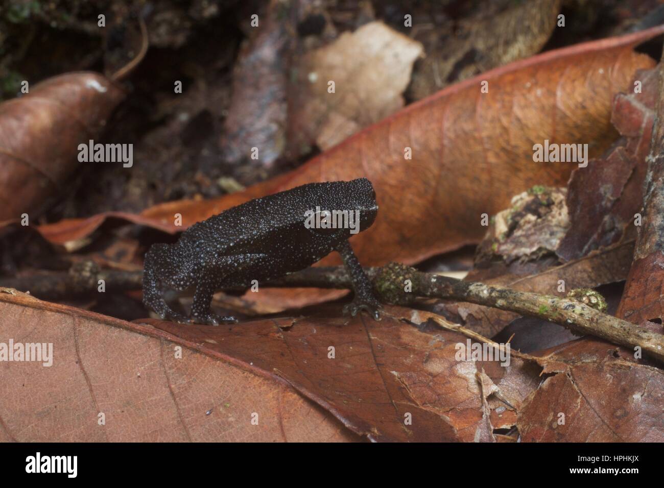 Una rana appiccicosa (Kalophrynus sp.) nella figliata di foglia a Kubah National Park, Sarawak, Est Malesia, Borneo Foto Stock