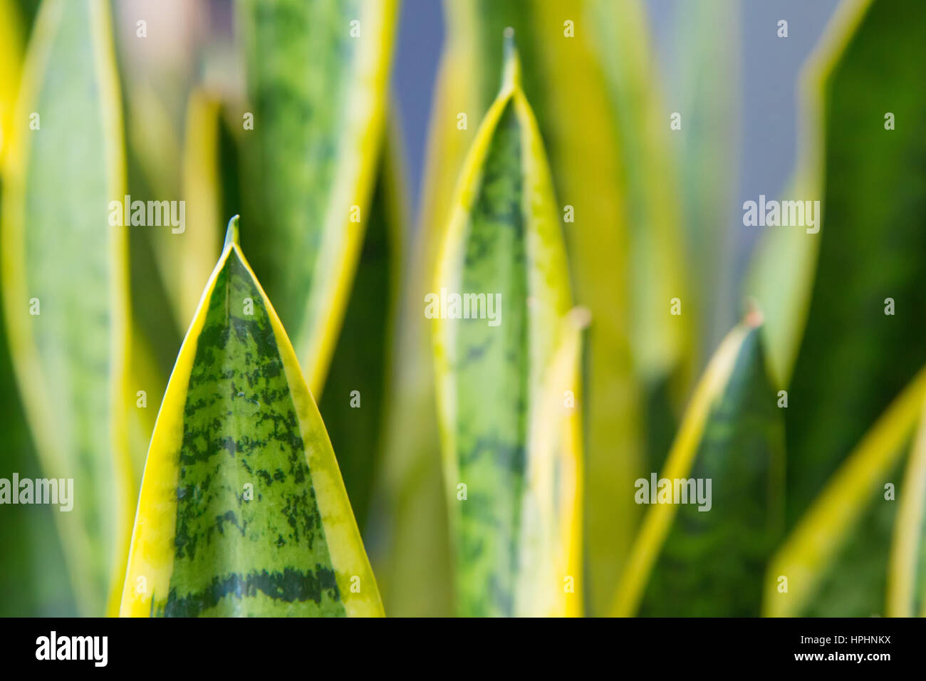 Foglie di colore verde con strisce gialle sfondo con morbida messa a fuoco selettiva su foglie Foto Stock