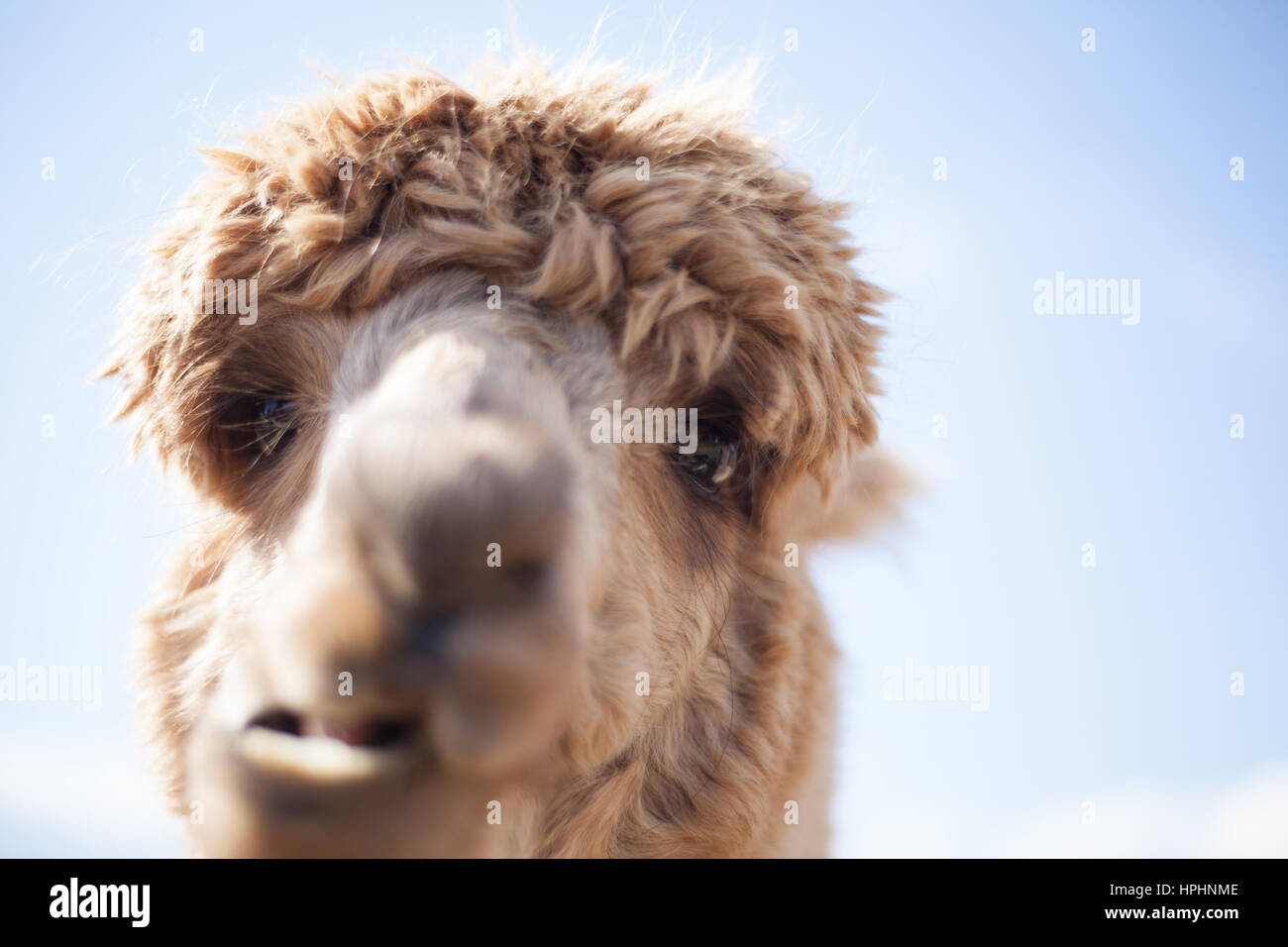 Alimentazione di lama Foto Stock