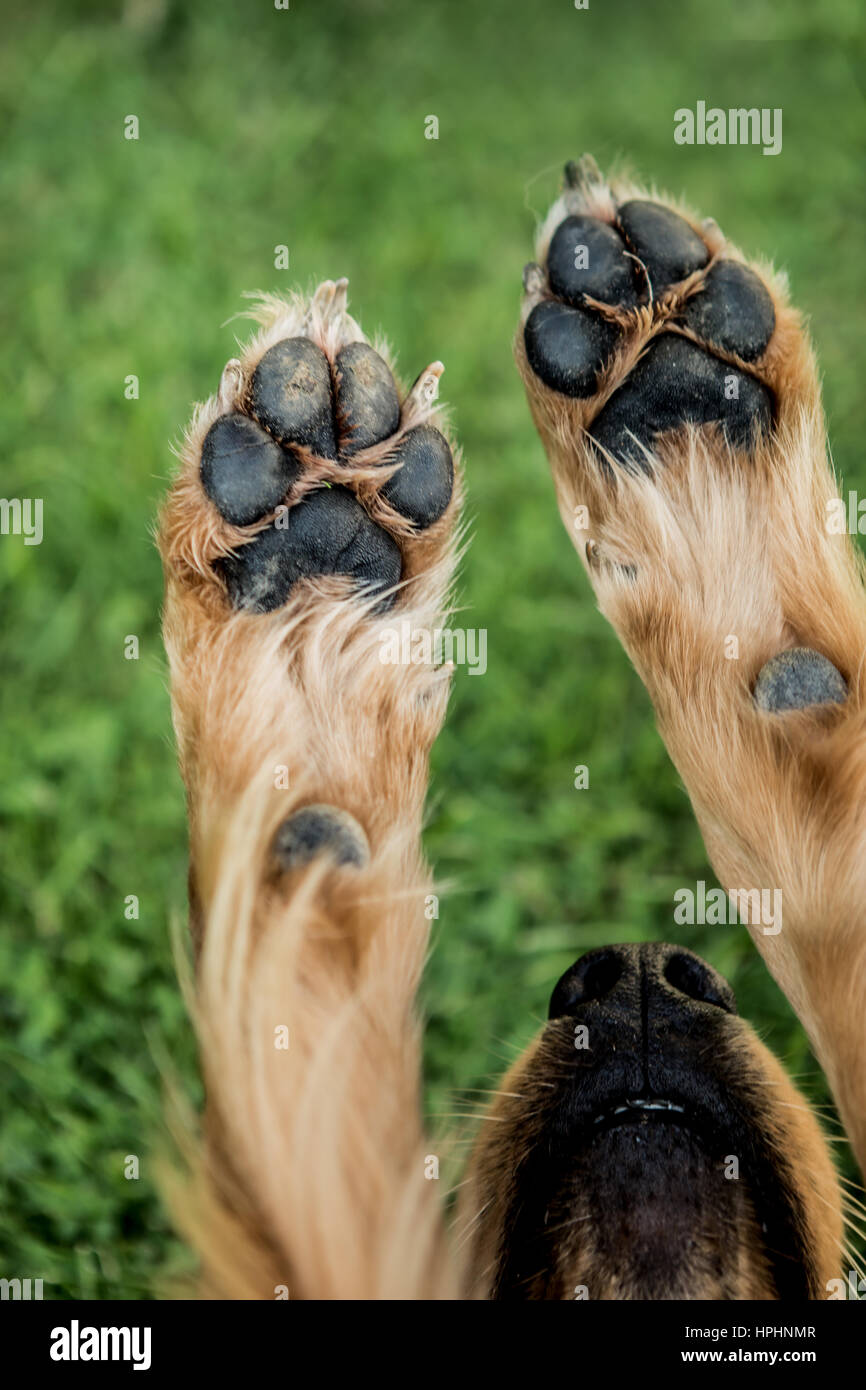 Close up di cane zampe in aria Foto Stock
