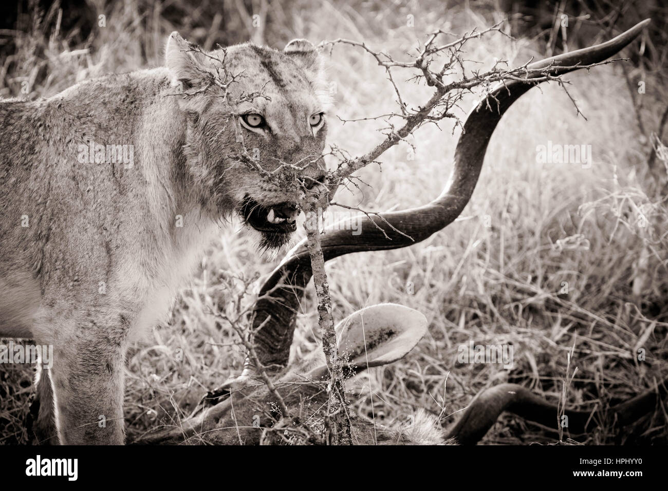 Immagine in bianco e nero di una leonessa in piedi in erba oltre la sua Kudu buck uccidere in Kapama Game Reserve in Sudafrica (lavorazione artistica) Foto Stock