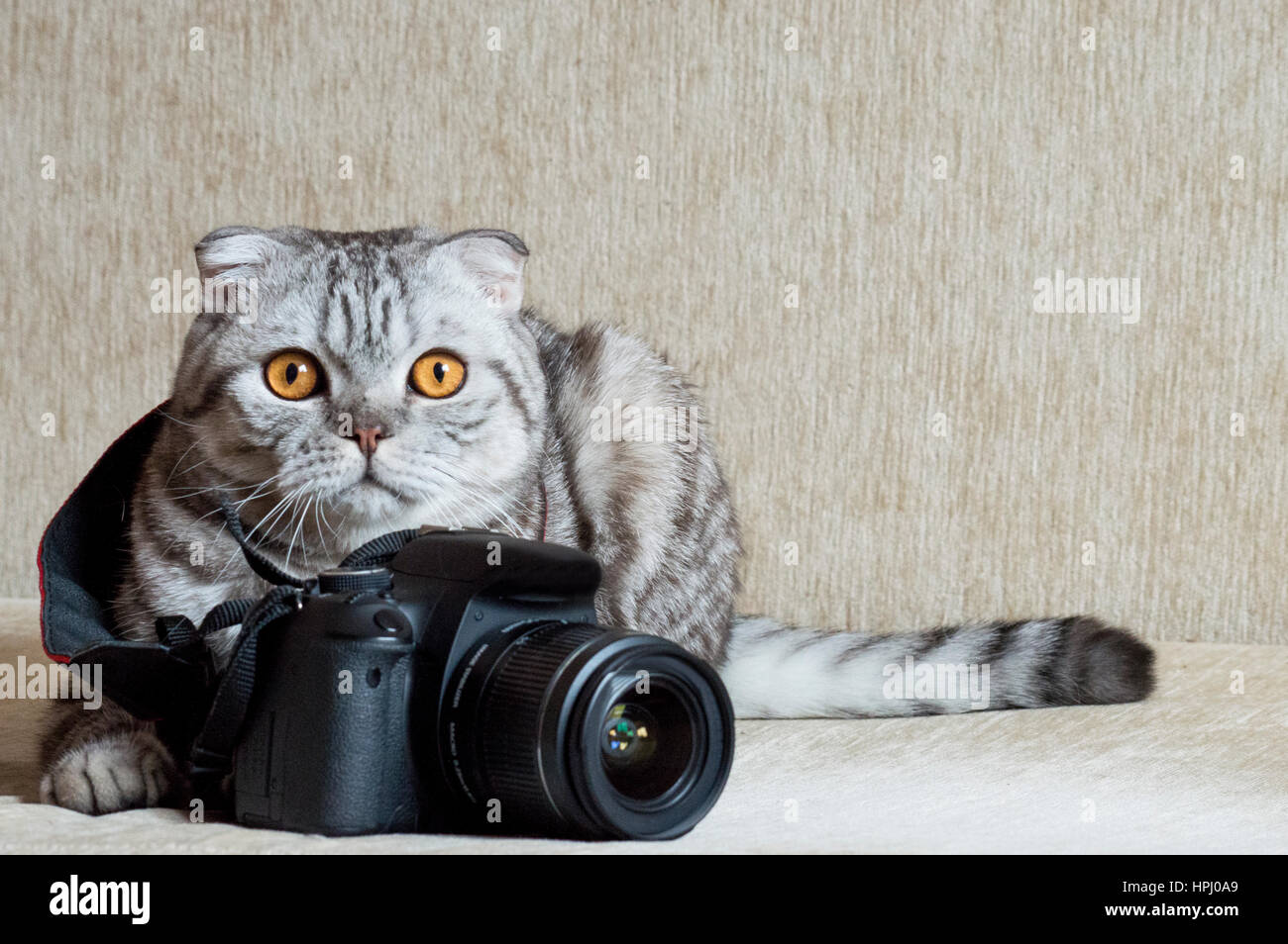 Grigio tabby è lo studio della fotocamera nero Foto Stock