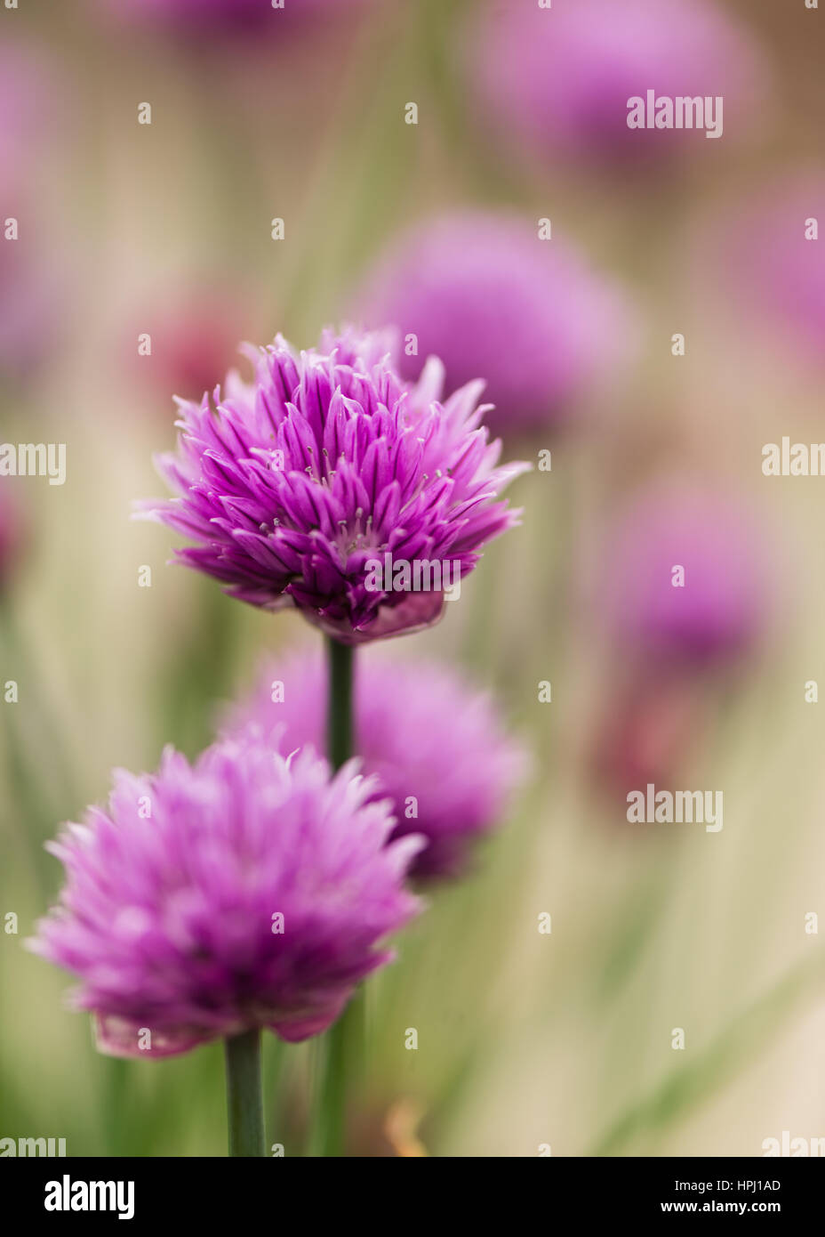 Viola di erba cipollina su una crema di colore verde e sfondo viola Foto Stock