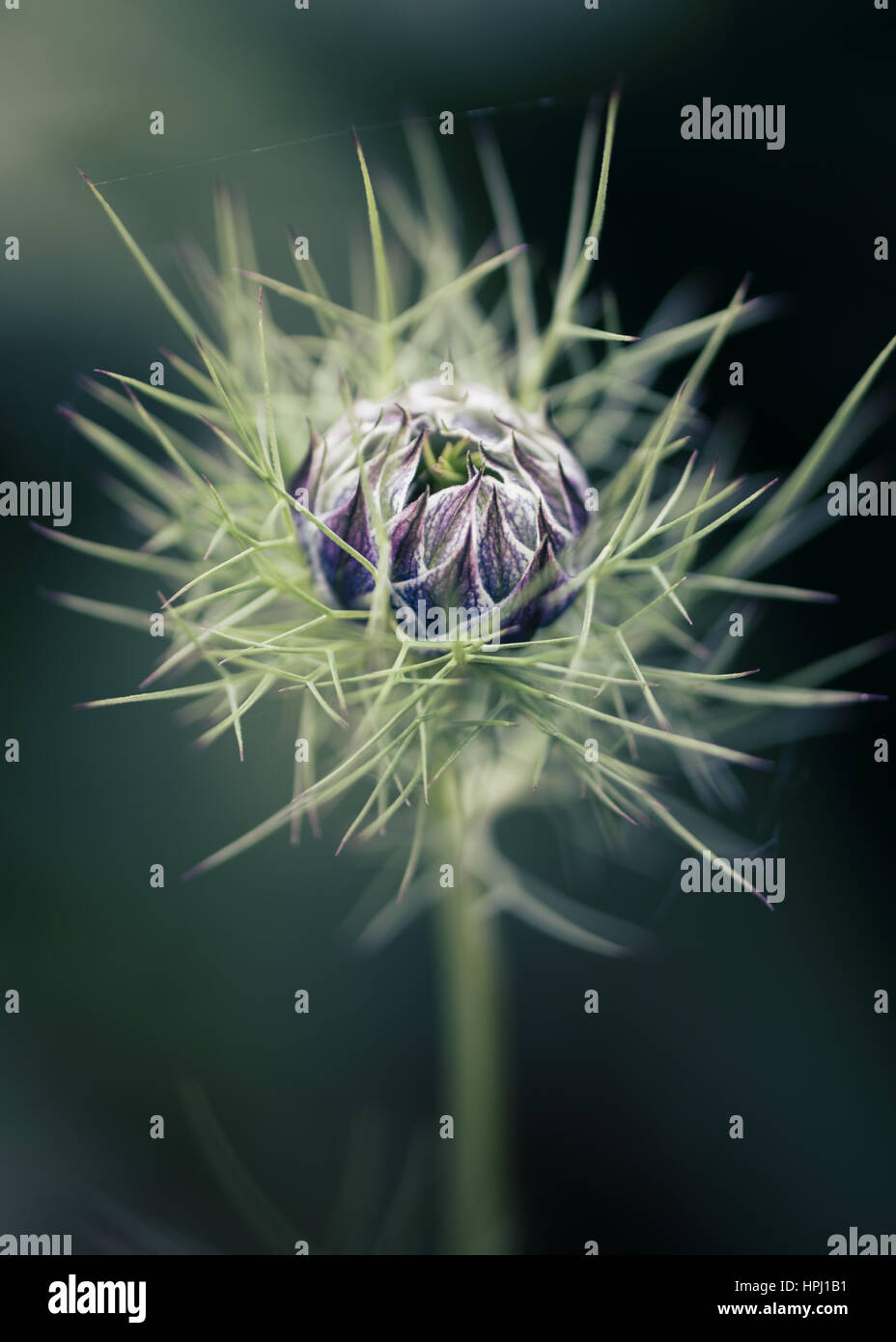 Bianco e blu di amore in una nebbia fiore su un morbido fuori fuoco sfondo verde Foto Stock