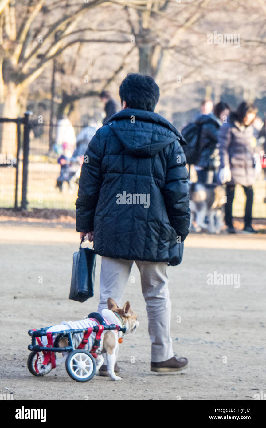 Un cane che ha perso l'uso delle sue zampe posteriori in una sedia a rotelle di Canino, in un dog park, il Parco Yoyogi, Shibuya, Tokyo. Foto Stock