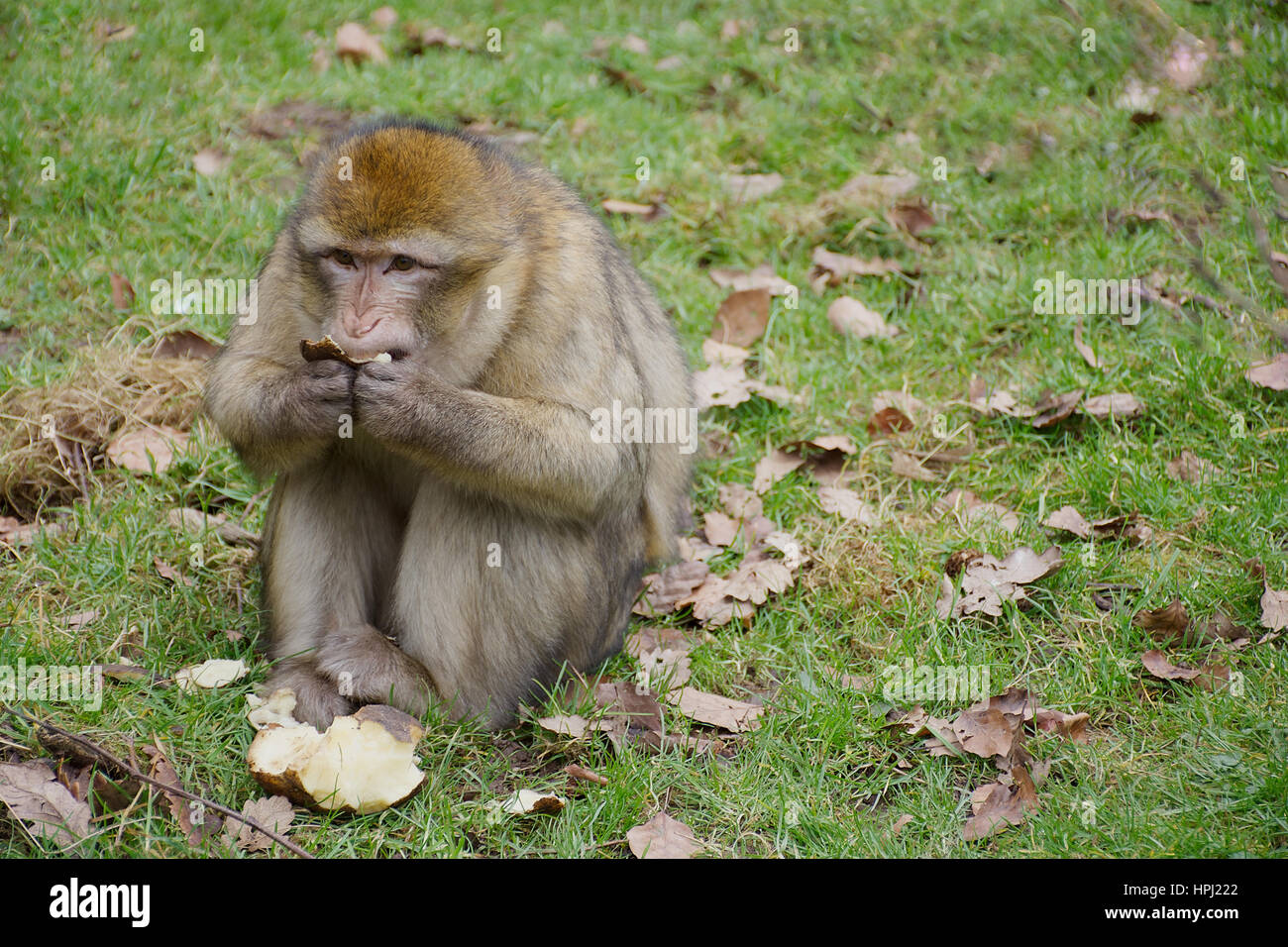 Barbary macaque seduto su erba e mangiare la frutta. Foto Stock