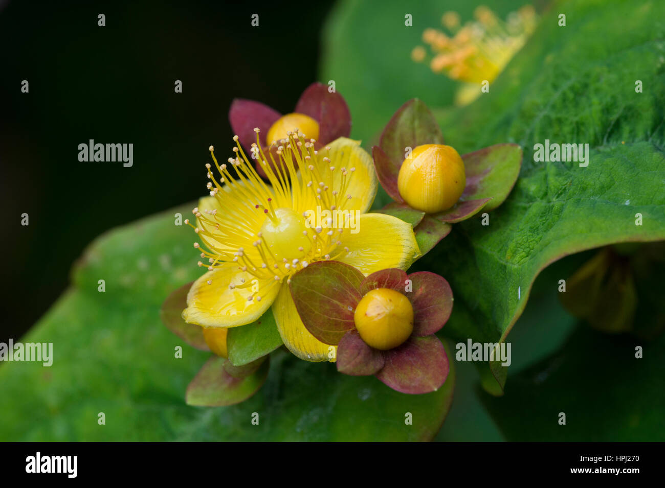 St John's-wort, Tutsan (Hypericum androsaemum), di fiori e di frutti di bosco precoce Foto Stock