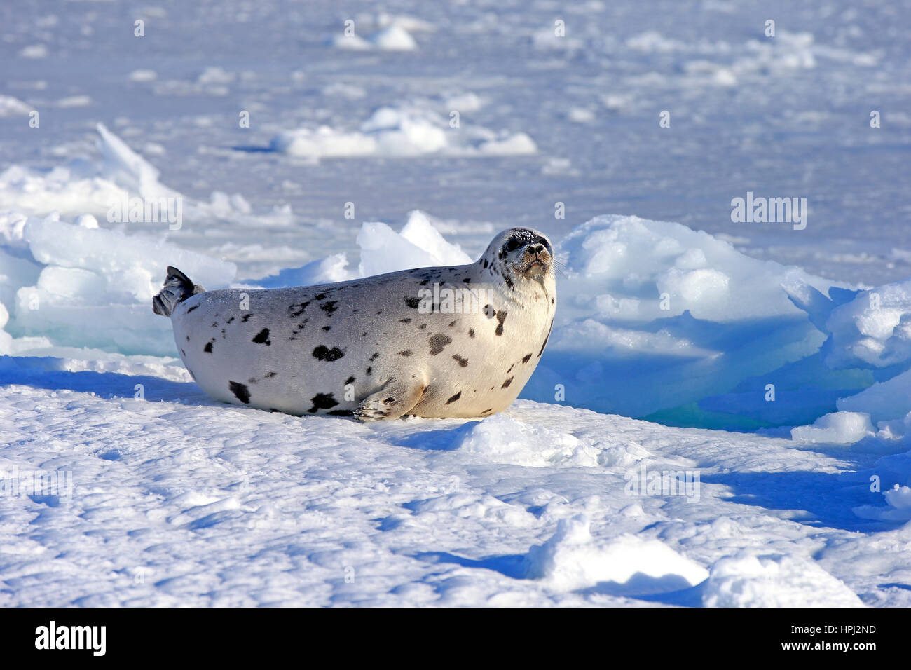 Arpa, la guarnizione di tenuta a doppio spiovente, (Pagophilus groenlandicus), Phoca groenlandica, femmina adulta sulla banchisa, le isole della Maddalena, Golfo di San Lorenzo, Quebec, Foto Stock