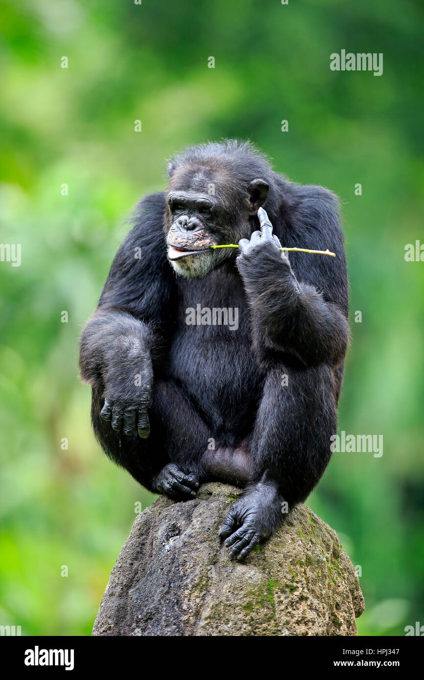 Scimpanzé, (Pan troglodytes troglodytes), Adulto su roccia alimentazione, Africa Foto Stock