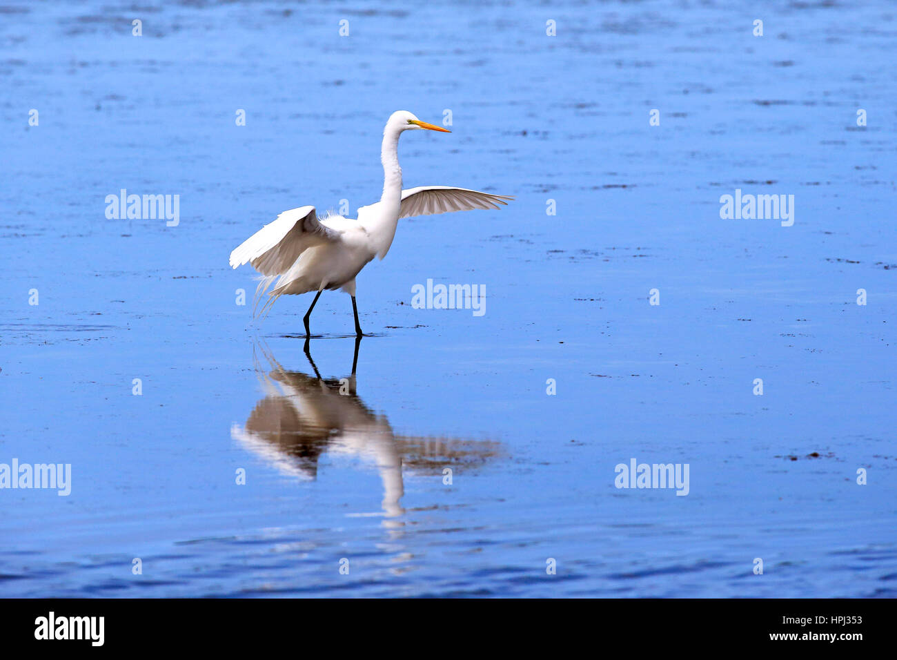 Schmuckreiher, (Egretta thuja), Sanibel Island, Florida, Stati Uniti d'America, Nordamerika, am Wasser, Nahrungssuche, Brutkleid Snowy Garzetta (Egretta thuja), Sanibe Foto Stock