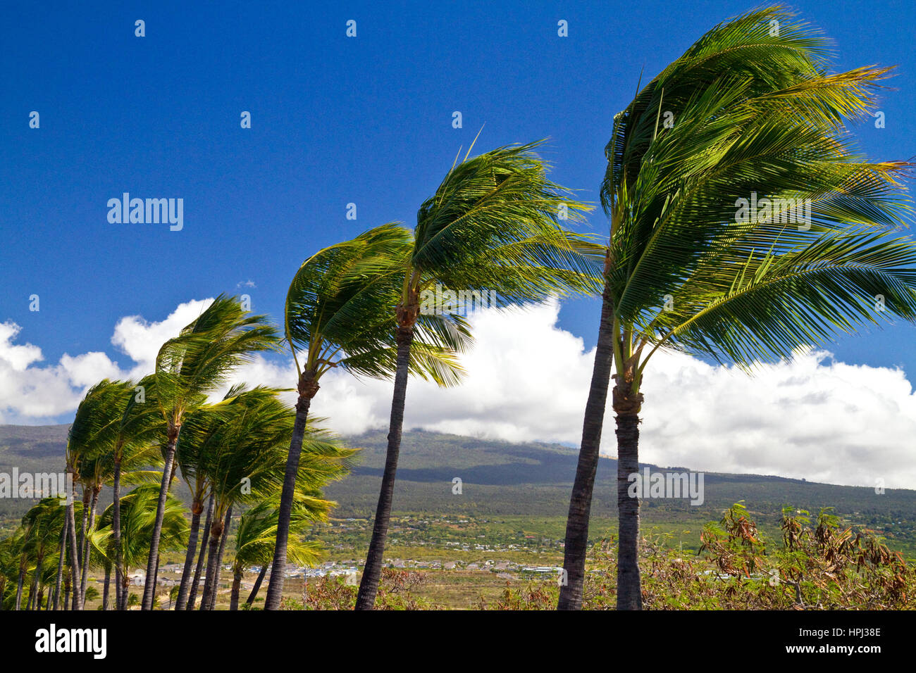 Palme al vento sulla Big Island delle Hawaii, Hawaii, Stati Uniti d'America. Foto Stock