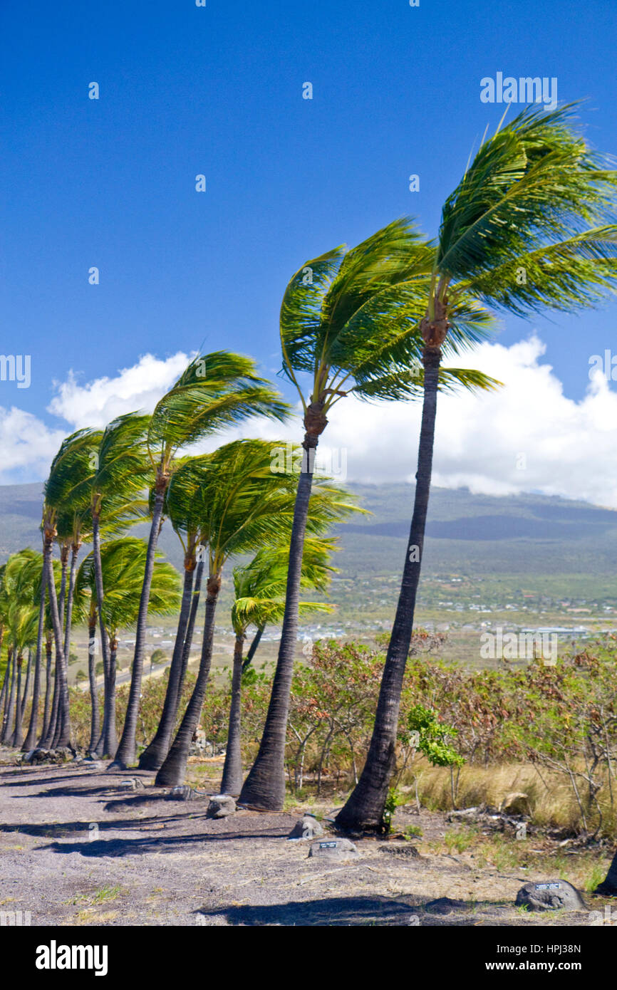 Palme al vento sulla Big Island delle Hawaii, Hawaii, Stati Uniti d'America. Foto Stock