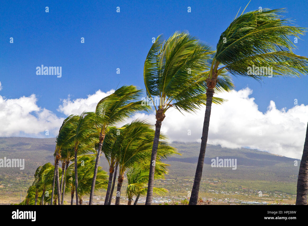 Palme al vento sulla Big Island delle Hawaii, Hawaii, Stati Uniti d'America. Foto Stock