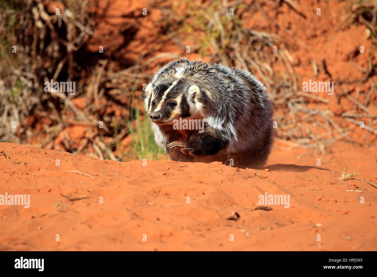 Badger, (Taxidea taxus), Monument Valley, Utah, Stati Uniti d'America, adulti alla ricerca di cibo Foto Stock