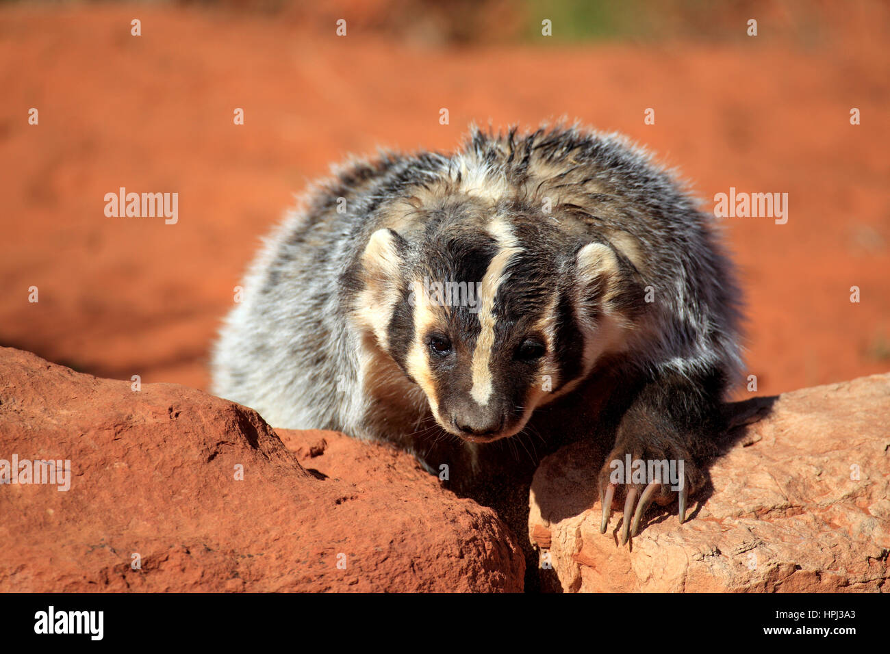 Badger, (Taxidea taxus), Monument Valley, Utah, Stati Uniti d'America, adulti alla ricerca di cibo Foto Stock