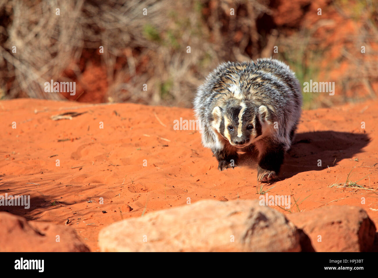 Badger, (Taxidea taxus), Monument Valley, Utah, Stati Uniti d'America, adulti alla ricerca di cibo Foto Stock