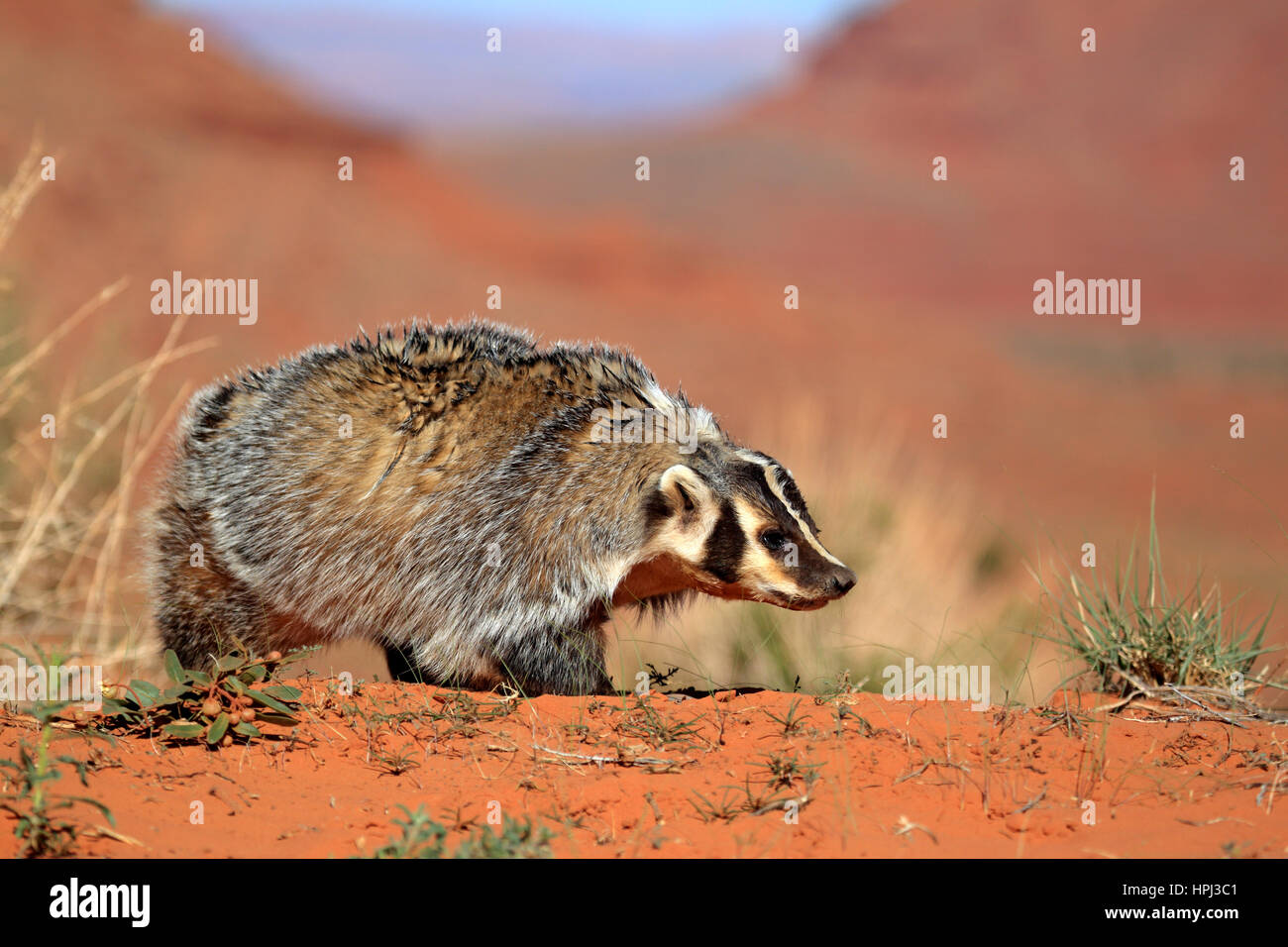Badger, (Taxidea taxus), Monument Valley, Utah, Stati Uniti d'America, adulti alla ricerca di cibo Foto Stock