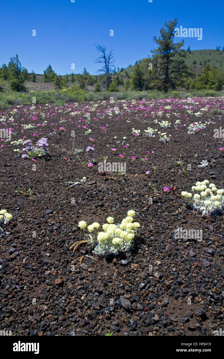 La molla fiori selvatici nei crateri della luna monumento nazionale Foto Stock