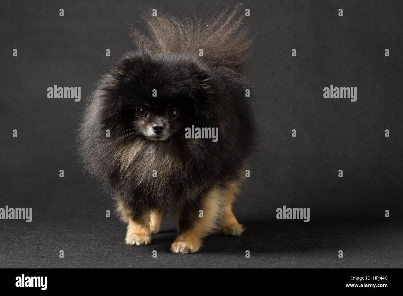 Nero Spitz Cane di razza su sfondo nero Foto Stock