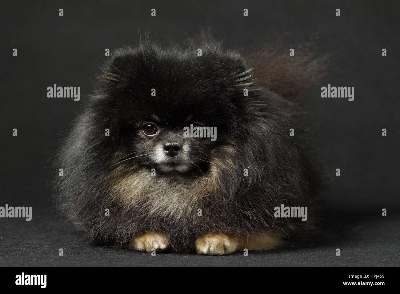 Nero Spitz Cane di razza su sfondo nero Foto Stock