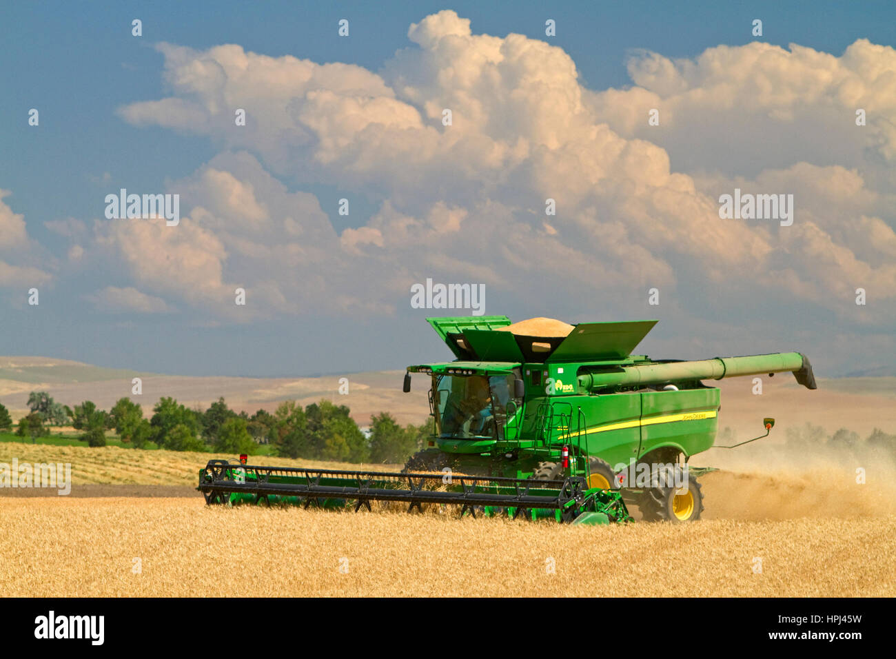 Mietitura del grano vicino Pendleton, Oregon, Stati Uniti d'America. Foto Stock