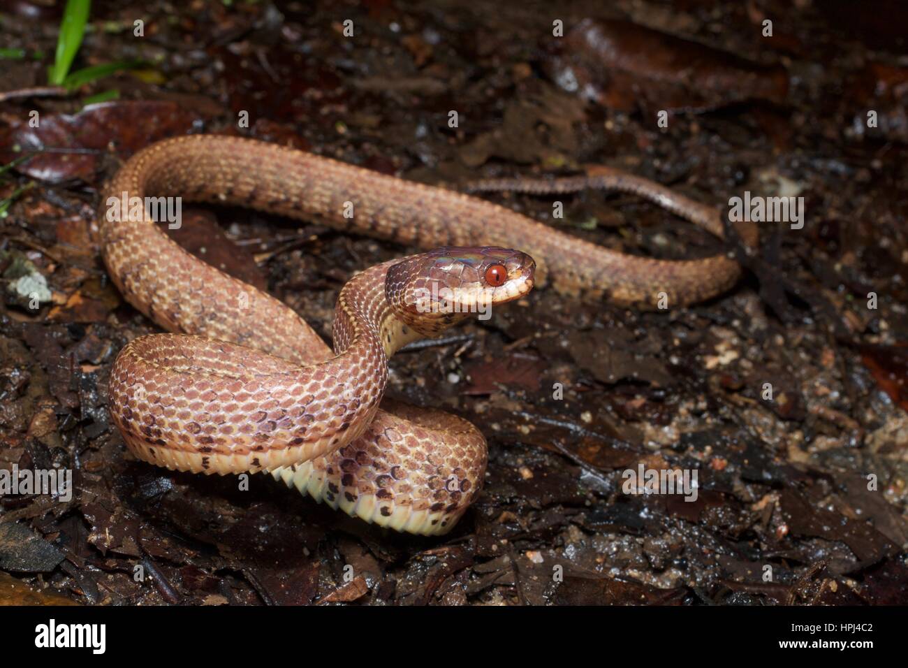 Una montagna Slug-eating Snake (Asthenodipsas vertebralis) in una posizione difensiva sul suolo della foresta pluviale del Fraser's Hill, Pahang, Malaysia Foto Stock