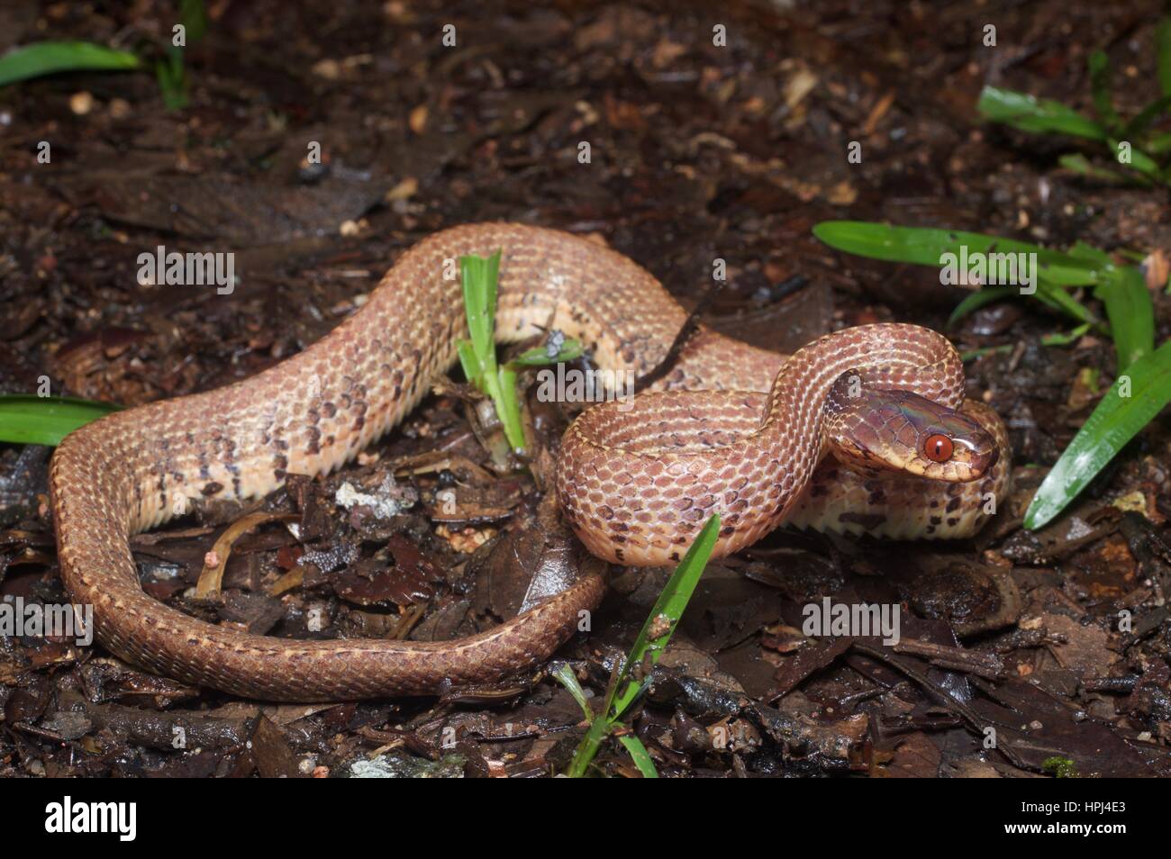 Una montagna Slug-eating Snake (Asthenodipsas vertebralis) in una posizione difensiva sul suolo della foresta pluviale del Fraser's Hill, Pahang, Malaysia Foto Stock