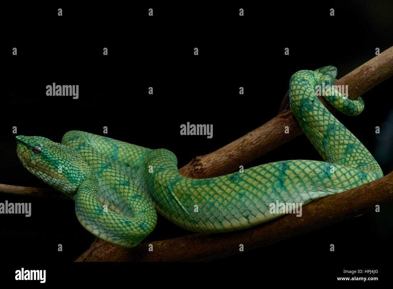 Un Bornean verde Keeled Rattlesnakes (Tropidolaemus subannulatus) su un ramo della foresta pluviale nella penisola di Santubong, Sarawak, Est Malesia, Borneo Foto Stock