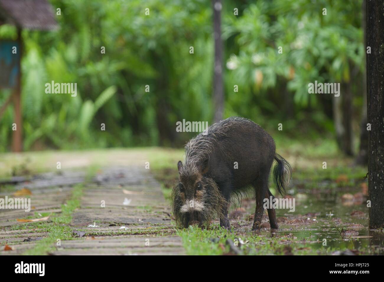 Un barbuto Bornean maiale (Sus barbatus) il pascolo lungo una passerella a Bako National Park, Sarawak, Est Malesia, Borneo Foto Stock