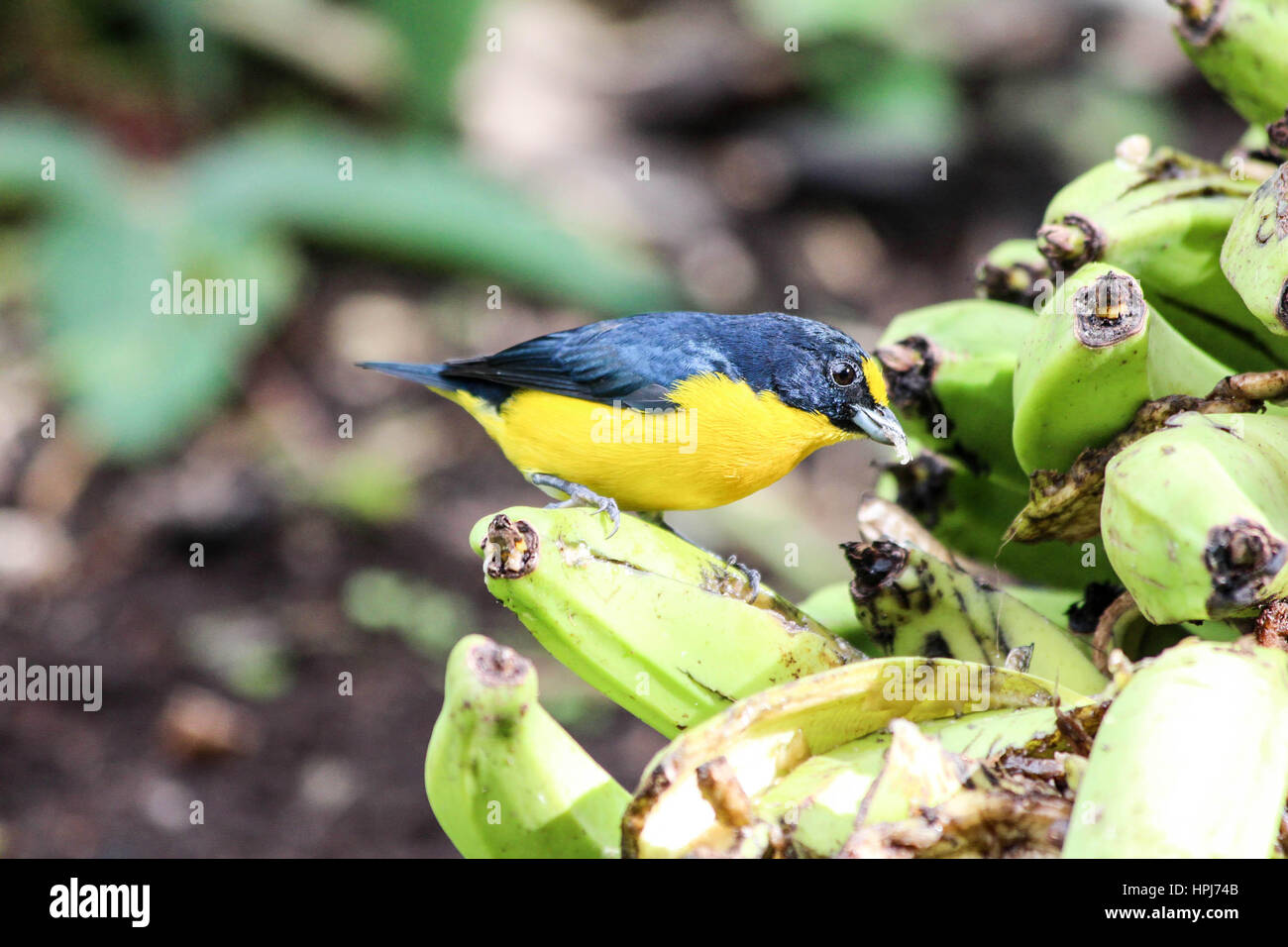 Wild giallo throated Euphonia bird mangiare banane provenienti da un albero Foto Stock