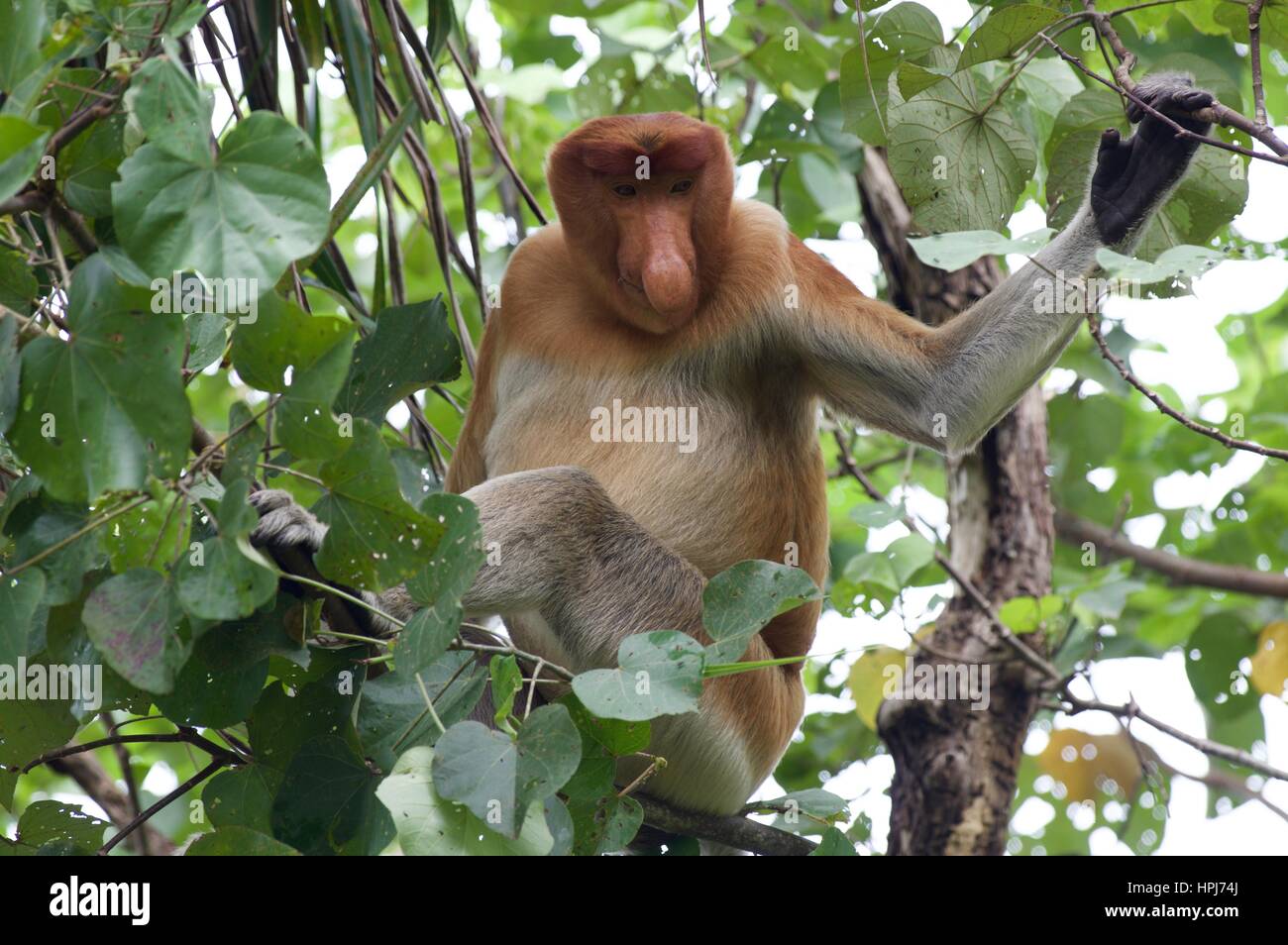 Un maschio adulto proboscide di scimmia (Nasalis larvatus) pascolano in una struttura ad albero Bako National Park, Sarawak, Est Malesia, Borneo Foto Stock