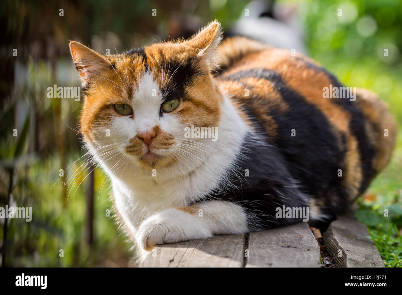 Street cat di Istanbul Foto Stock